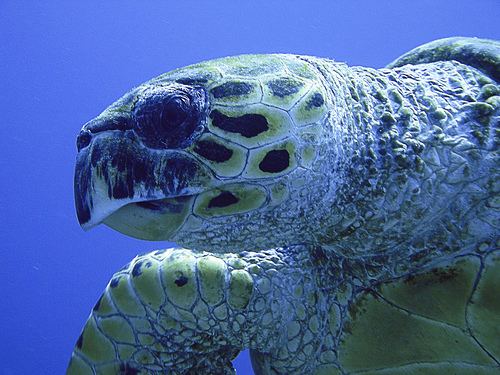 Sharm tour to Ras Mohamed snorkling Sharm tour to Ras Mohamed snorkling